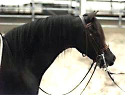 Bristol Elan in profile wearing English tack